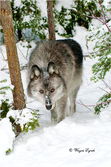 Wolf by Dr. Wayne Lynch &copy;